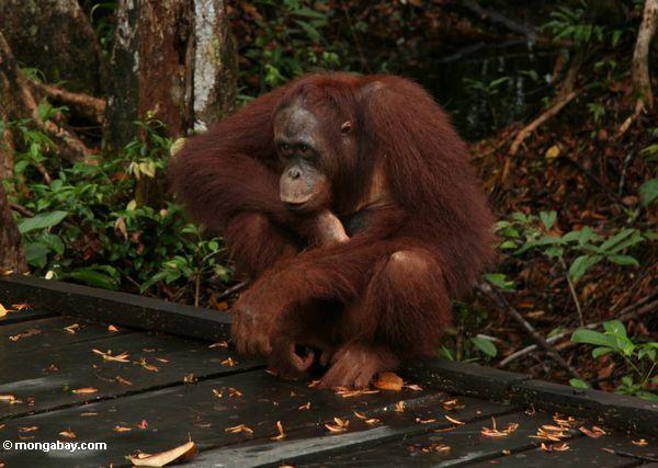 Rehabilitierter orangutan Sitting auf Promenade