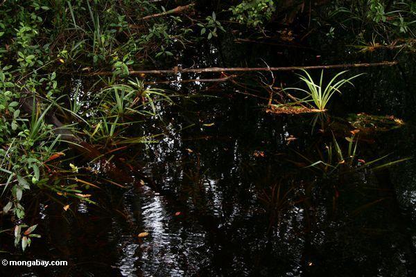 Blackwater Sumpf in Borneo