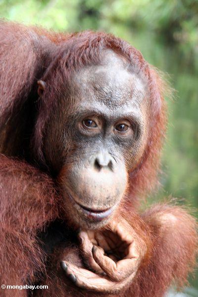 Rehabilitiertes orangutan erwägendes