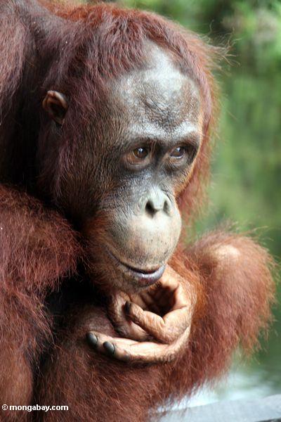 Rehabilitiertes orangutan verlorenes im Gedanken