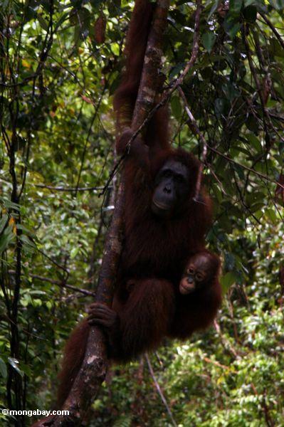 Rehabilitierte Mutter- und Baby orangutans im Baum am Lager undichtes