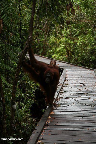 Rehabilitierte Mutter- und Baby orangutans auf Promenade am Lager undichtes