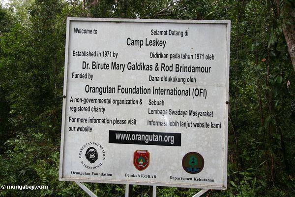Lager undichte Orangutan Grundlage internationales (OFI) Zeichen