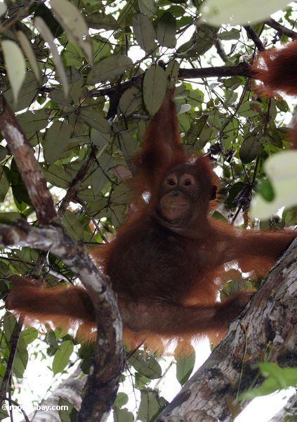 Orangutan Spielen des Babys im Baum