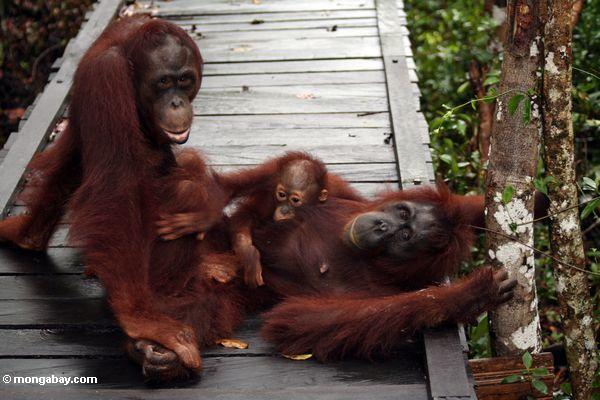 Familie von orang-utans auf Promenade