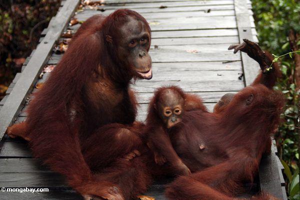 Familie von orang-utans auf Promenade in Lager-der undichten Rehabilitation-Mitte
