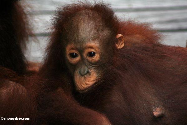 Orangutan Anhaften des Babys Mutter orangutan