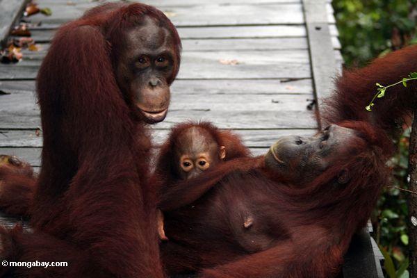 Familie von orangutans auf Promenade