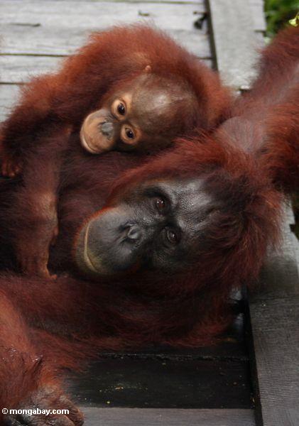 Mutter- und Baby orangutans, die auf Promenade am Lager undichtes Kalimantan