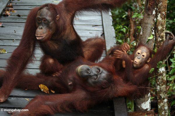 Familie der orangs, die auf Promenade Kalimantan