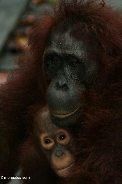 Mutter- und Baby orangutans