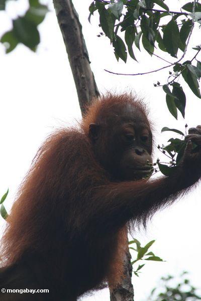Junges orang, das auf Knospen Kalimantan