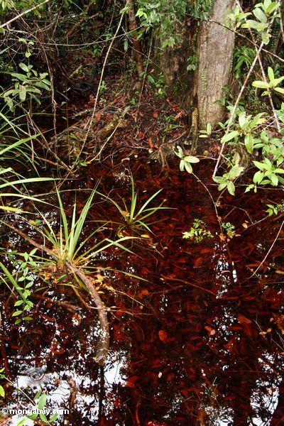 Blackwater Sumpf in Borneo