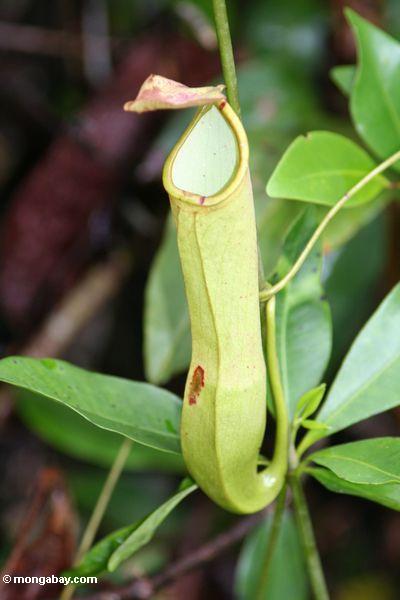Hellgrüne Kannenpflanze in Borneo (Nahaufnahme)