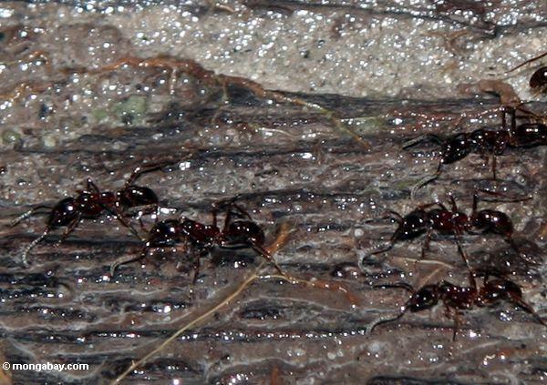 Ameisen in Kalimantan Kalimantan