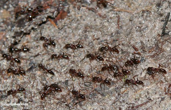 Ameisen in Borneo Kalimantan