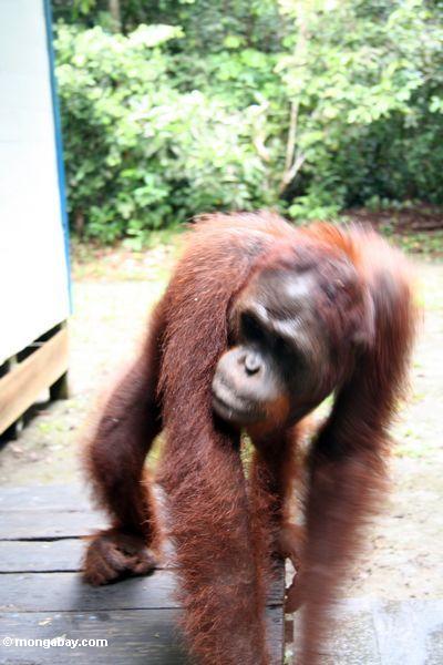 Gehen orangutan in der Bewegung