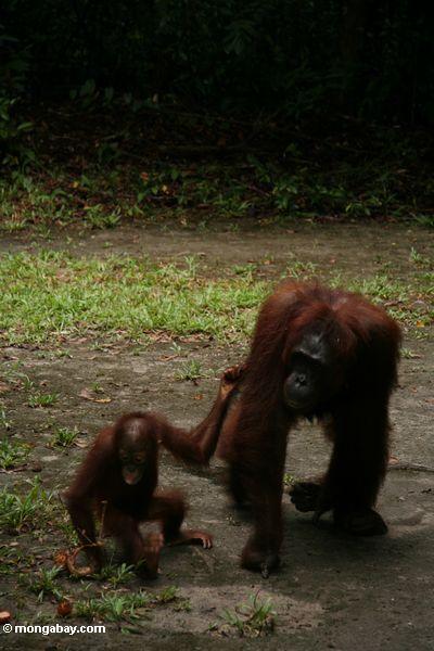 Das orangutan Gehen mit Baby Kalimantan