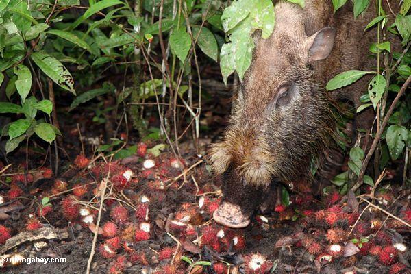Bornean bärtiges Schwein (Sus barbatus) Rambutanfrucht Kalimantan
