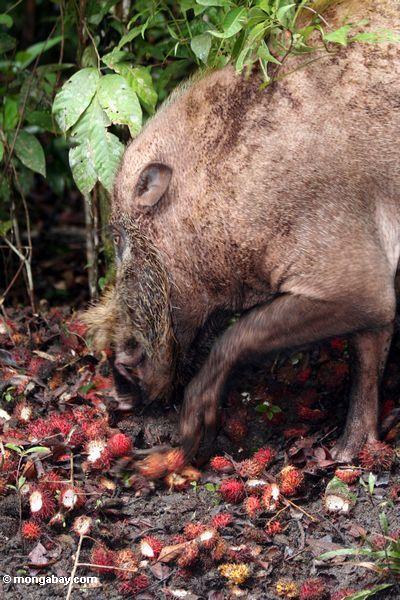 Das Borneo bärtige Schwein, das Rambutanfrucht Kalimantan