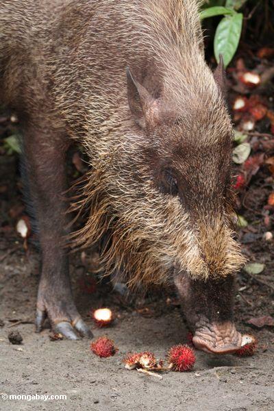 Das bärtige Schwein von Borneo, Rambutanfrucht Kalimantan