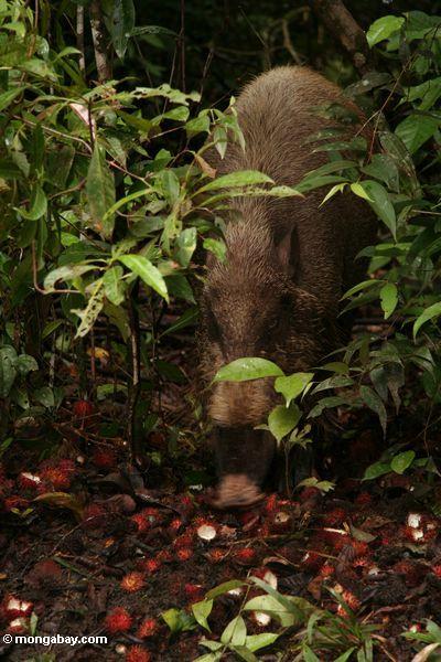 Das bärtige Schwein von Borneo, wie es Rambutanfrucht Kalimantan
