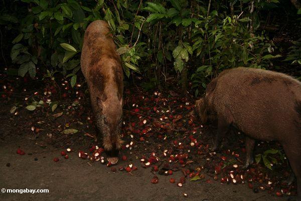Bärtige Schweine (Sus barbatus) einziehend auf Rambutan (Nephelium lappaceum)