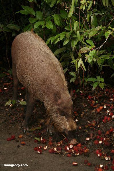 Das bärtige Schwein, das auf Rambutan einzieht (Nephelium lappaceum)