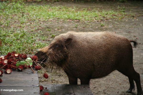 Bornean das bärtige Schwein, das auf Rambutanfrucht einzieht, verließ auf Lagerportal