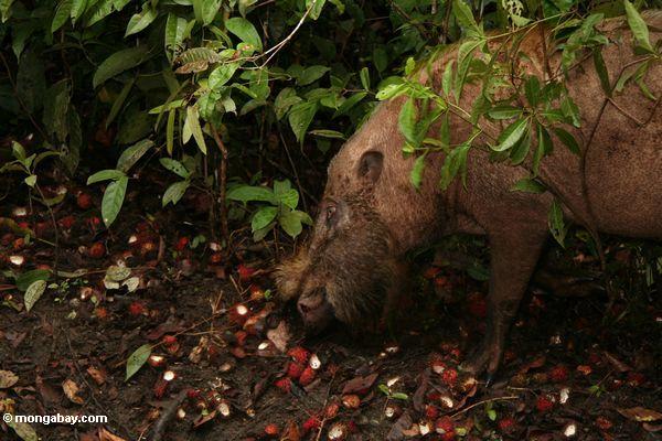 Bornean bärtiges Schwein, das auf gefallene Rambutanfrucht Kalimantan