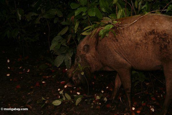 Bornean bärtiges Schwein (Sus barbatus) einziehend auf Rambutanfrucht