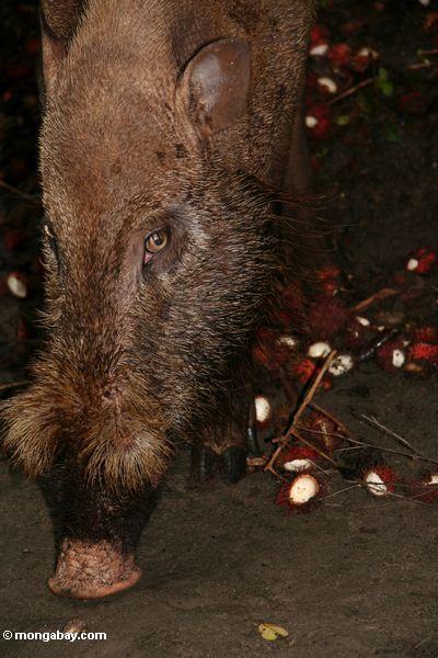 Borneo bärtiges Schwein, das auf Rambutan Kalimantan