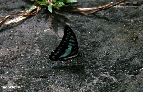 Blauer und schwarzer Schmetterling auf Waldfußboden mit Flügeln schloß