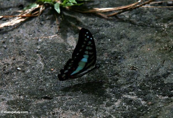 Blauer und schwarzer Schmetterling auf dem Boden mit Flügeln schloß