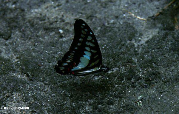 Blauer und schwarzer Schmetterling in Borneo; Flügel geschlossenes