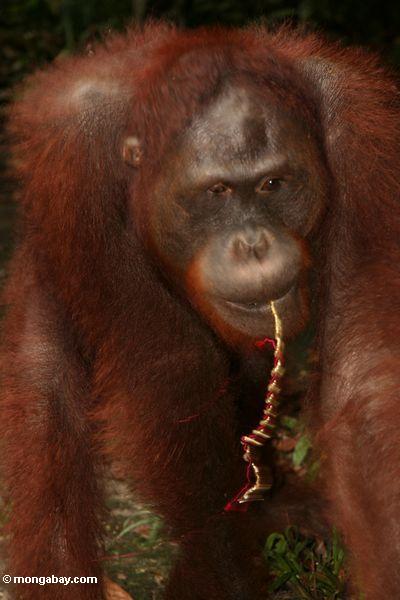 Orangutan mit Band in seiner öffnung