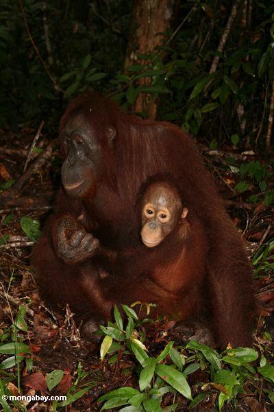 Orangutan mit Baby auf Waldfußboden Kalimantan
