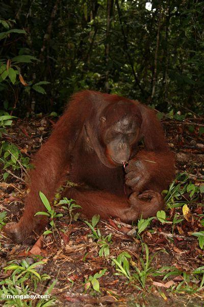 Erwachsener orangutan in der Vegetation