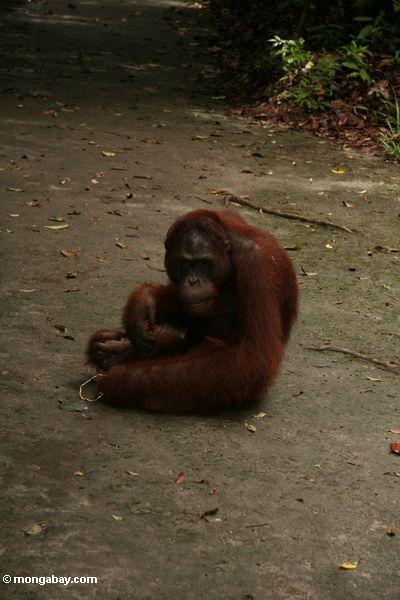 Orang, das auf dem Boden mit Band in der Hand Kalimantan