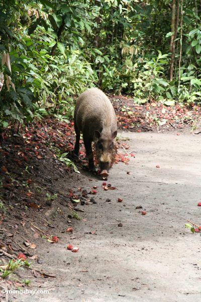 Borneo bärtiges Schwein (Sus barbatus) einziehend auf gefallene Rambutanfrucht