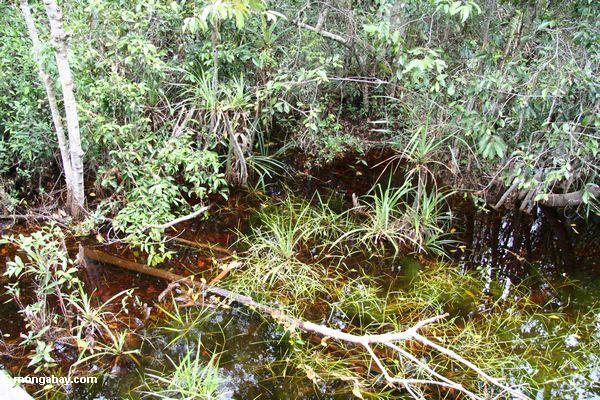 Blackwater Sumpfgras und umgebende Vegetation