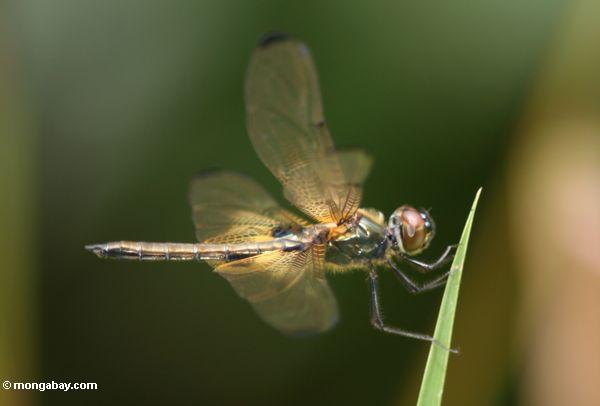 Brachydiplax Libelle in Kalimantan