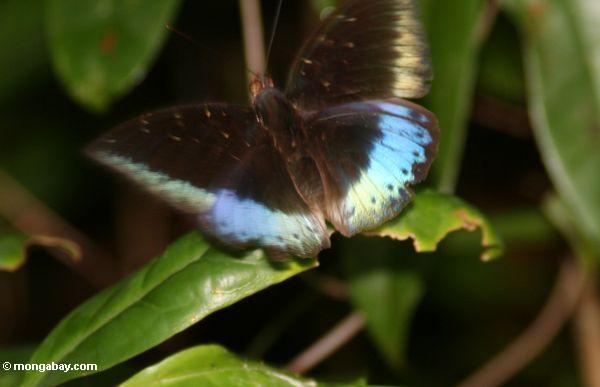 Blauer und schwarzer Schmetterling in rainforest von Borneo