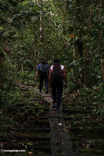 Lager undichter Orangutan Forschung und Rehabilitationmittelpersonal, der durch Wald Kalimantan
