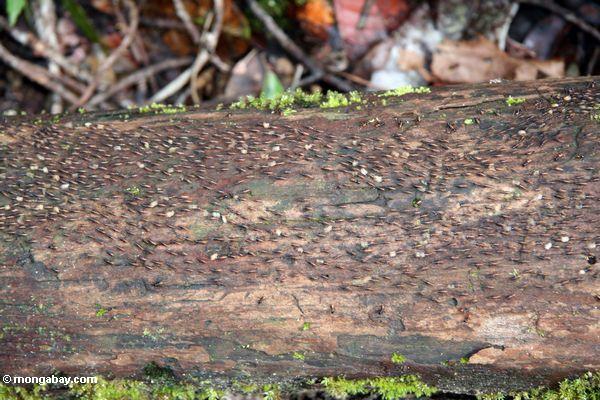 Termiten, die entlang ein Maschinenbordbuch Kalimantan