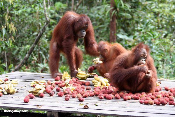 Orangutans auf einziehender Plattform Tanjung Puting im Nationalpark