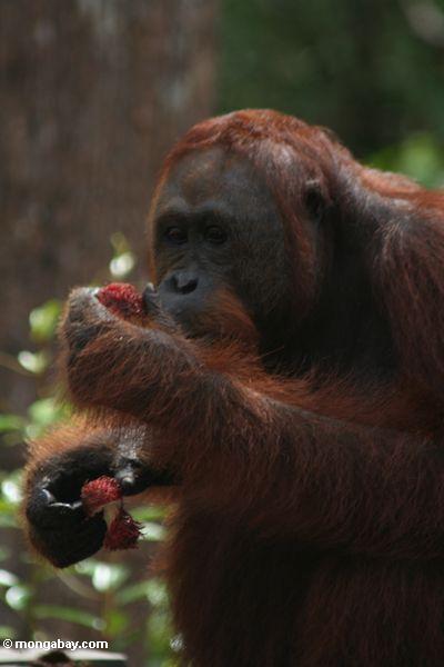 Orang-utan, das eine Rambutanfrucht Kalimantan