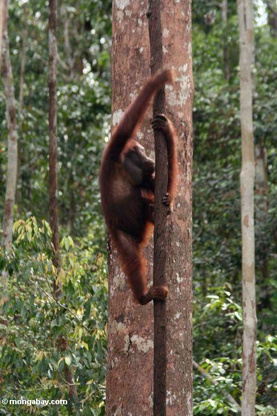 Orangutan, das einen Waldliana Kalimantan