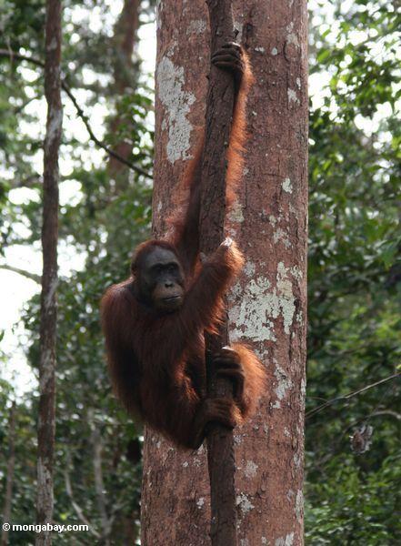 Orangutan, das an einem Waldliana Tanjung Puting Indonesiens im Nationalpark Kalimantan