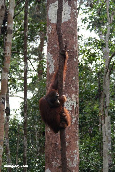 Orangutan, das an einem Waldliana Kalimantan